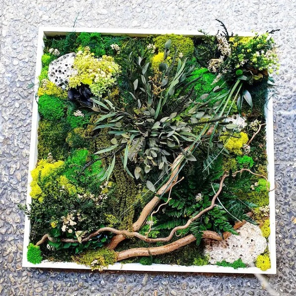 Tranh rêu khô (tranh rêu terrarium) có ưu điểm đẹp, không cần chăm sóc và dùng lâu lên tới 10 năm
