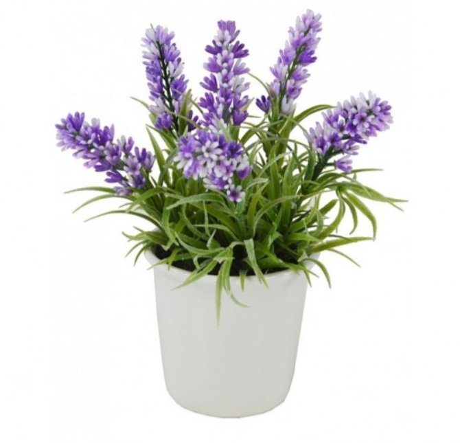 chậu cây hoa lavender giả để bàn