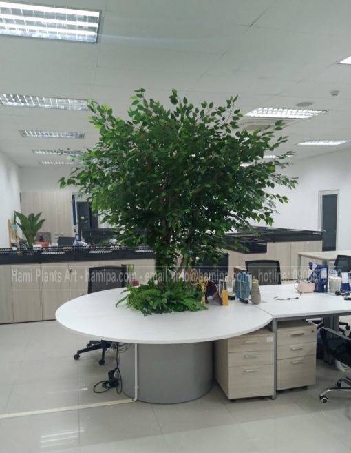 cây si giả mà Hami Plants art đã  thiết kế cho khách