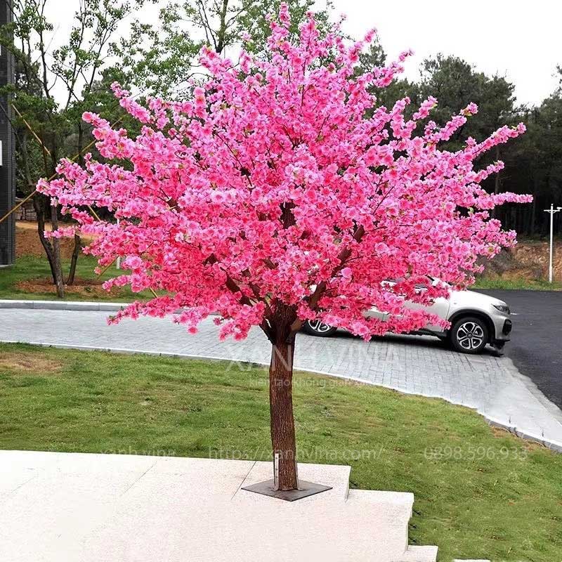 Cây hoa đào ta dạng thân cổ thụ thân thẳng