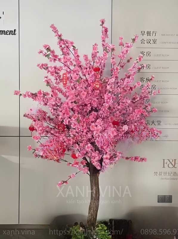 cây hoa đào bông màu hồng nhạt trồng chậu KT 150cm