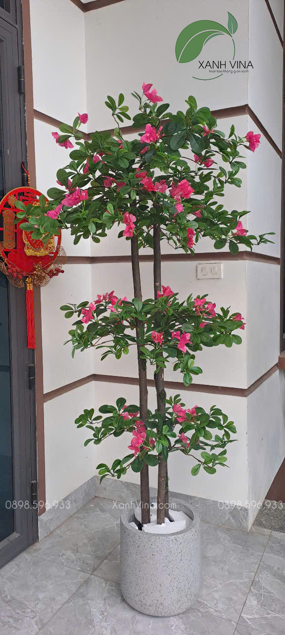 Cây hoa đỗ quyên giả 3 thân KT_ 170cm trồng chậu xi măng trụ tròn