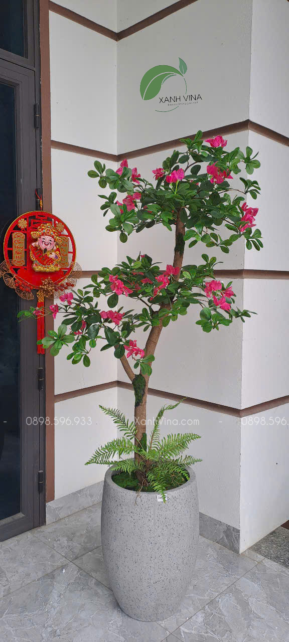 Cây hoa đỗ quyên giả 1 thân KT_ 160cm trồng chậu bầu cao
