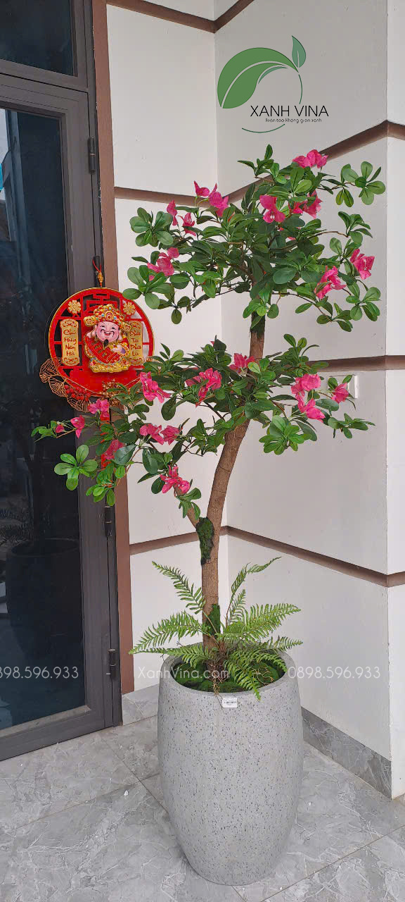 Cây hoa đỗ quyên giả 1 thân KT_ 160cm trồng chậu bầu cao