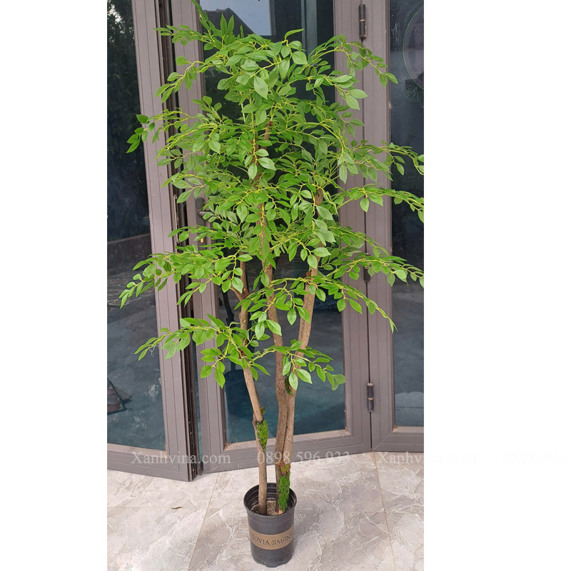 cây nam thiên trúc giả KT 150cm thân gỗ