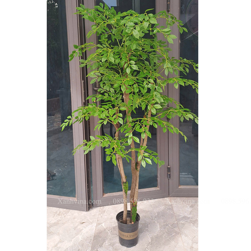 cây nam thiên trúc giả KT 150cm thân gỗ