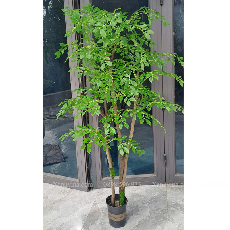 cây nam thiên trúc giả KT 150cm thân gỗ