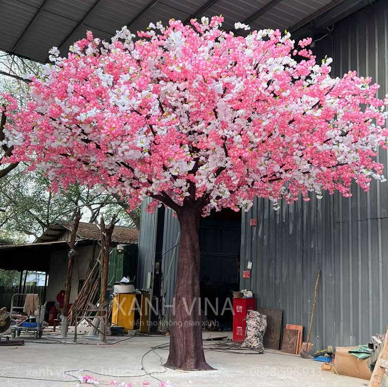 cây hoa anh đào trắng hồng