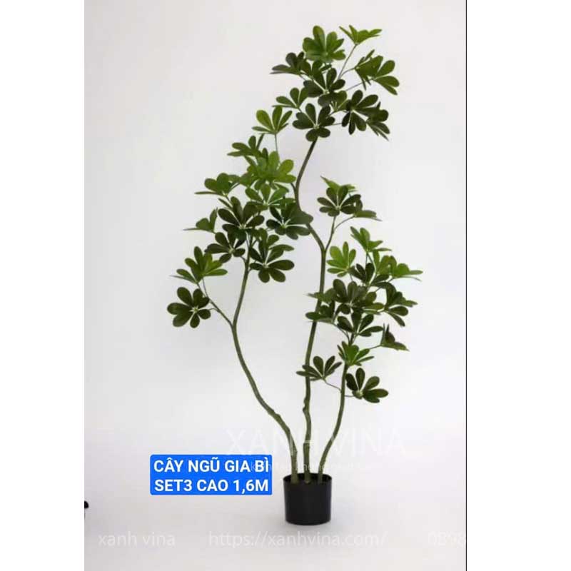 cây ngũ gia bì giả kích thước 160cm