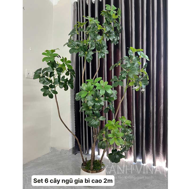 cây ngũ gia bì giả cao 200cm có 6 nhánh