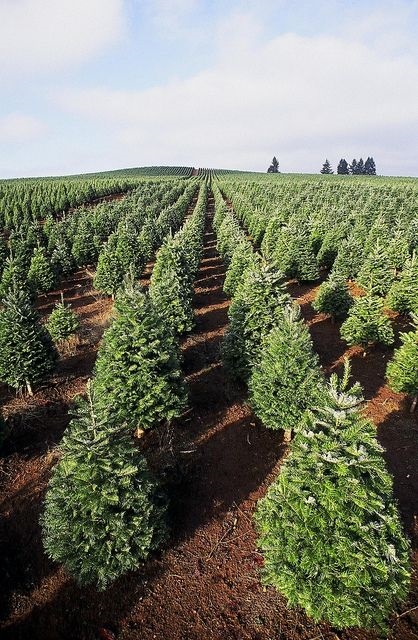 cây thông thật nhập khẩu trực tiếp từ châu âu