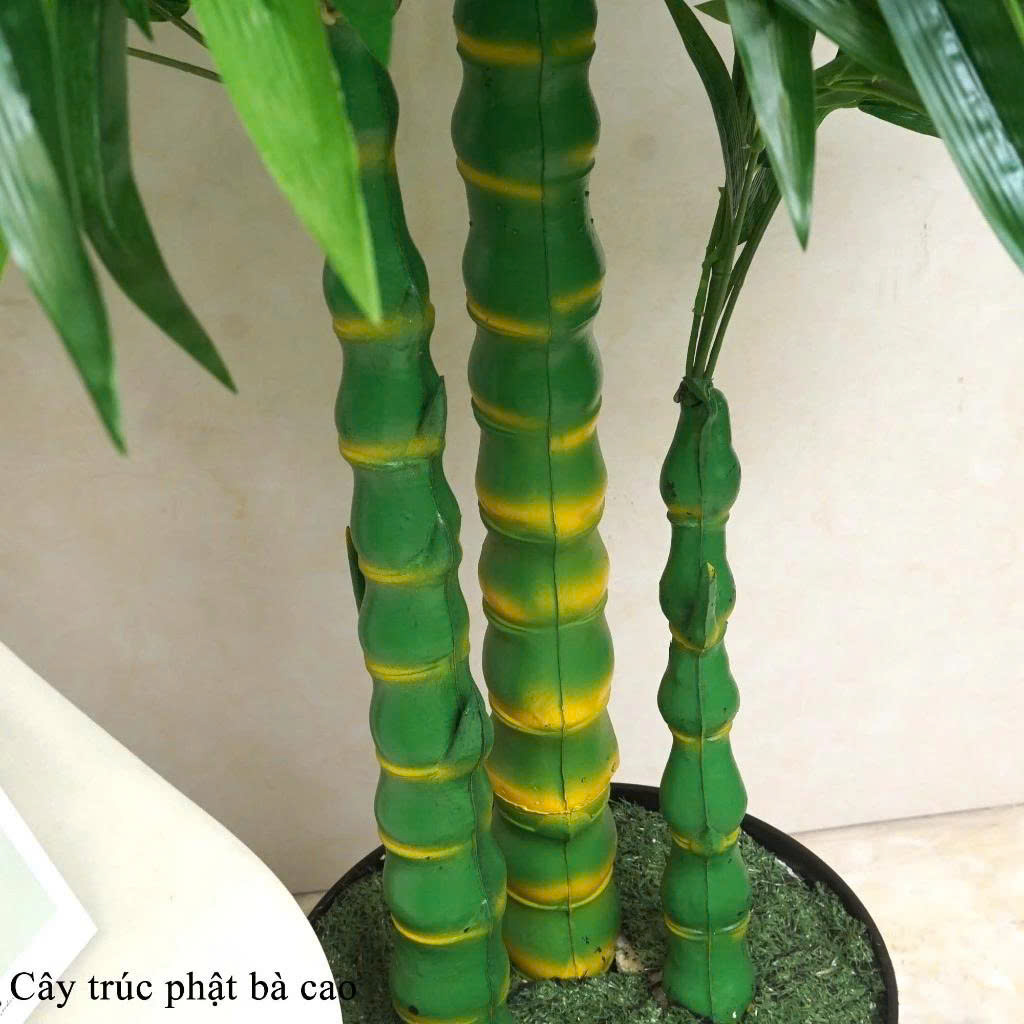 thân cây trúc phật bà giả