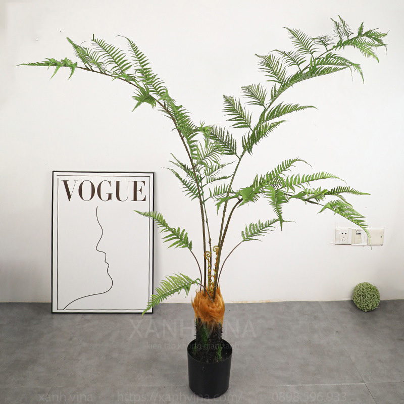 cây duong xỉ culi trong trang quán cafe, nhà hàng