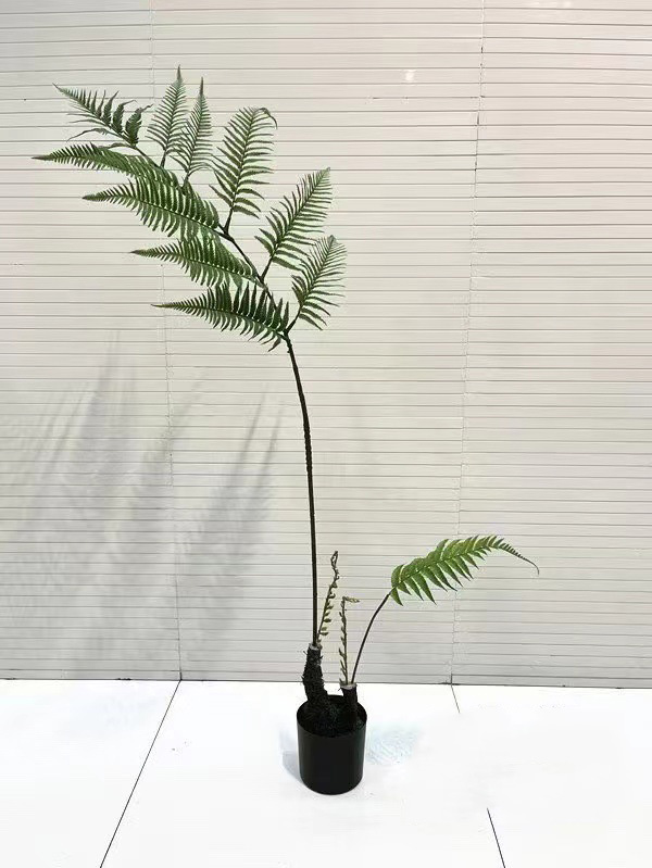 cây duong xỉ culi giả cao 100cm