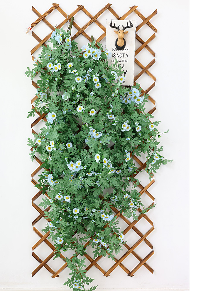 Dây hoa leo dã quỳ giả _ trắng xanh