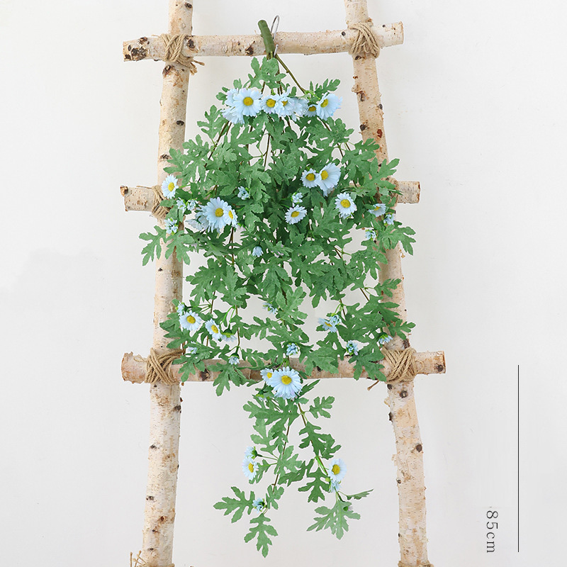 Dây hoa leo dã quỳ giả_ trắng xanh