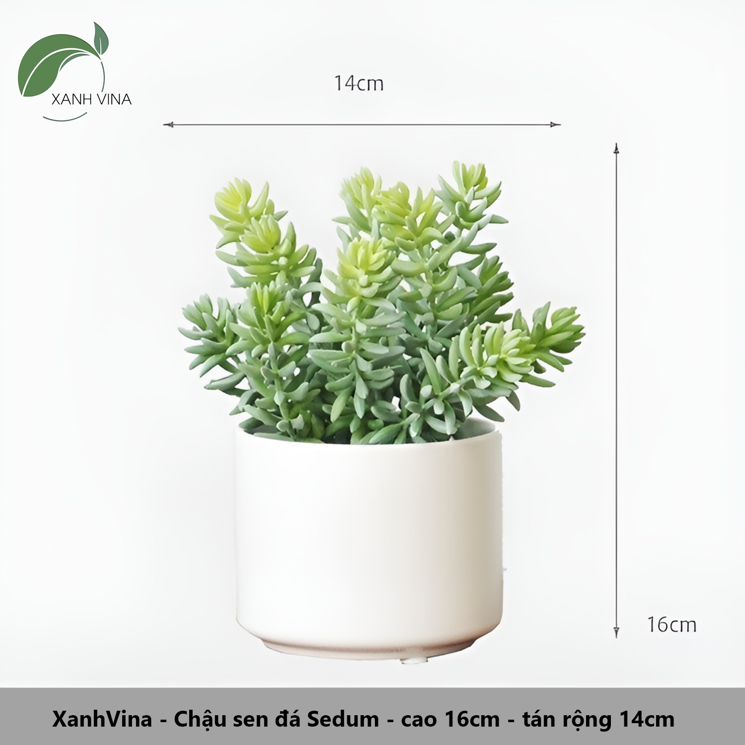 sen đá sedum nhân tạo