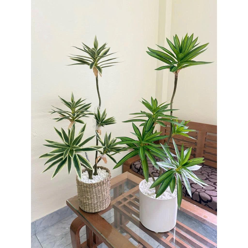 cây thuỷ trúc giả 5 nhánh _ xanhvina