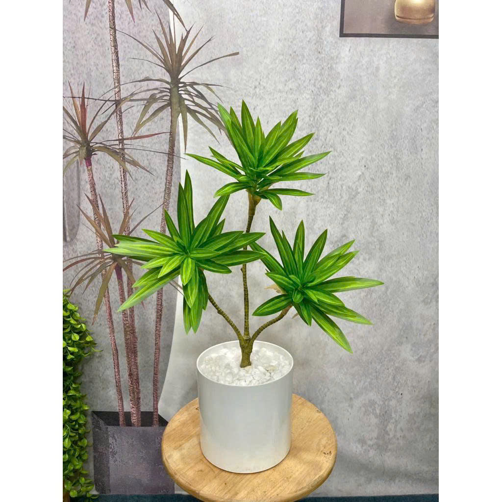 cây thuỷ trúc giả 3 nhánh _ xanhvina