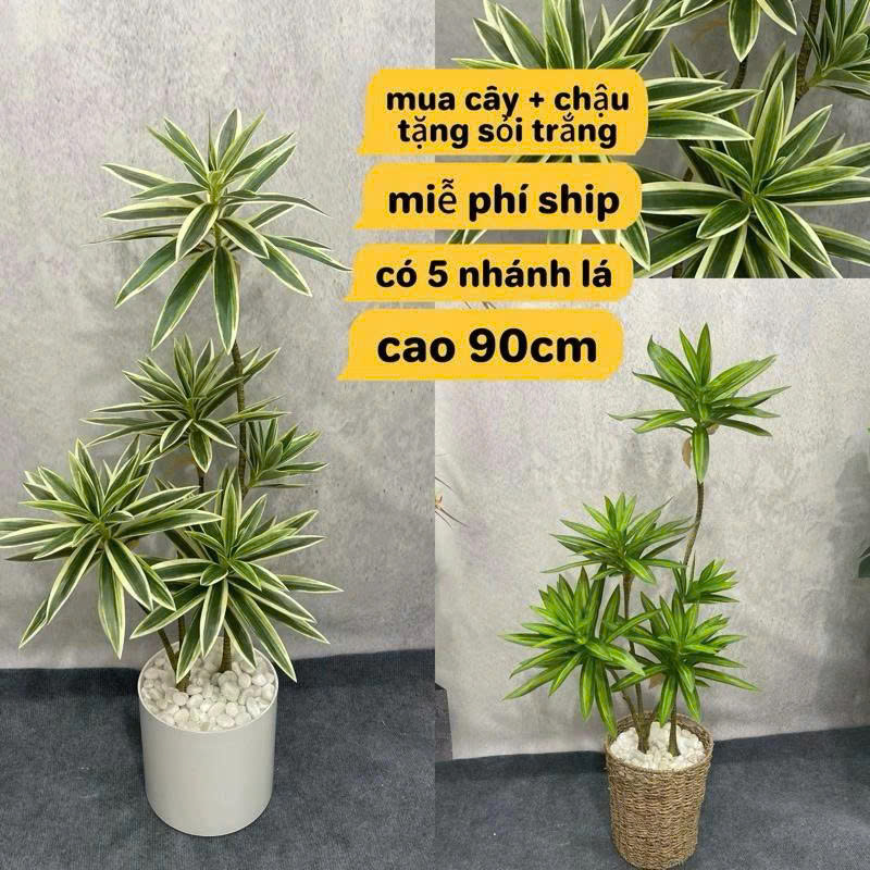 cây thuỷ trúc giả 5 nhánh cao 90cm