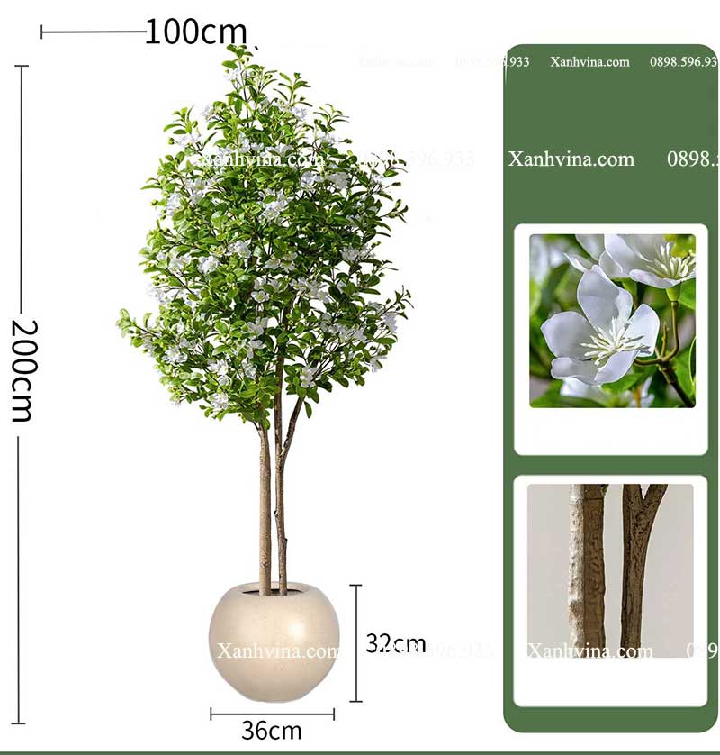 cây hoa sim giả_ Trắng