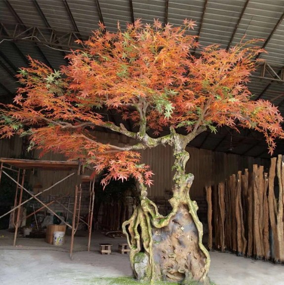 Cây phong giả cổ thụ với dáng bonsai độc đáo, lá đỏ thu hút