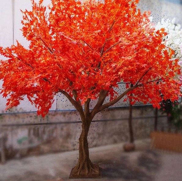 Cây phong giả lá đỏ cổ thụ kích thước từ 2m8 – 5m