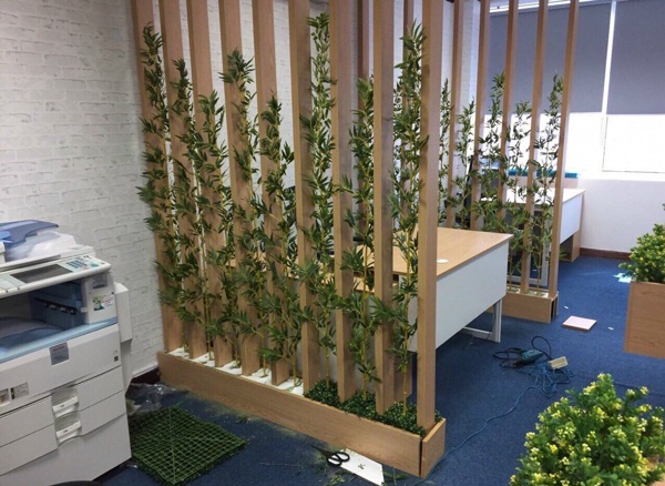 Mẫu hàng rào trúc quân tử thân vàng trồng trong vách ngăn gỗ ngăn cách các bàn làm việc trong văn phòng